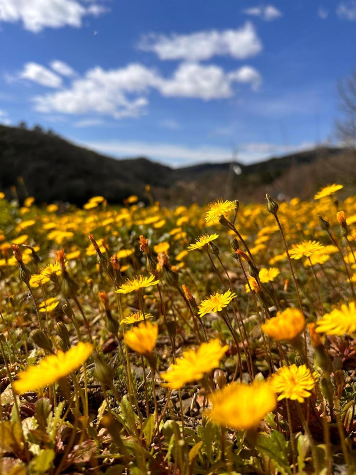 Les Hauts du Marquet - Gîte 4* grande capacité en Cévennes  Saint Jean du Pin Esterno foto